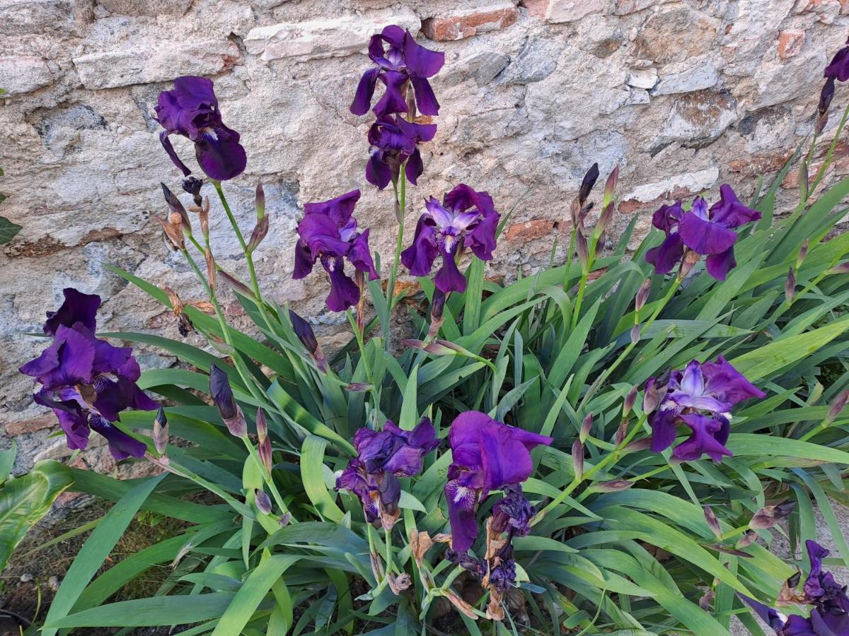 F1 Proche Des Thermes 维琪 外观 照片